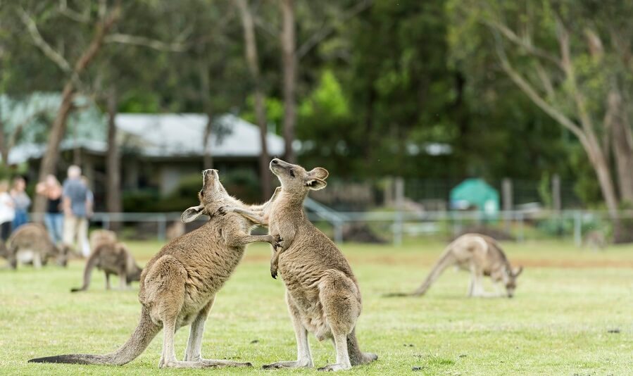 Kangaroos at Halls Gap