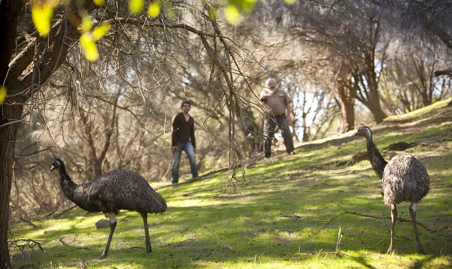 Emus at Warrnambool