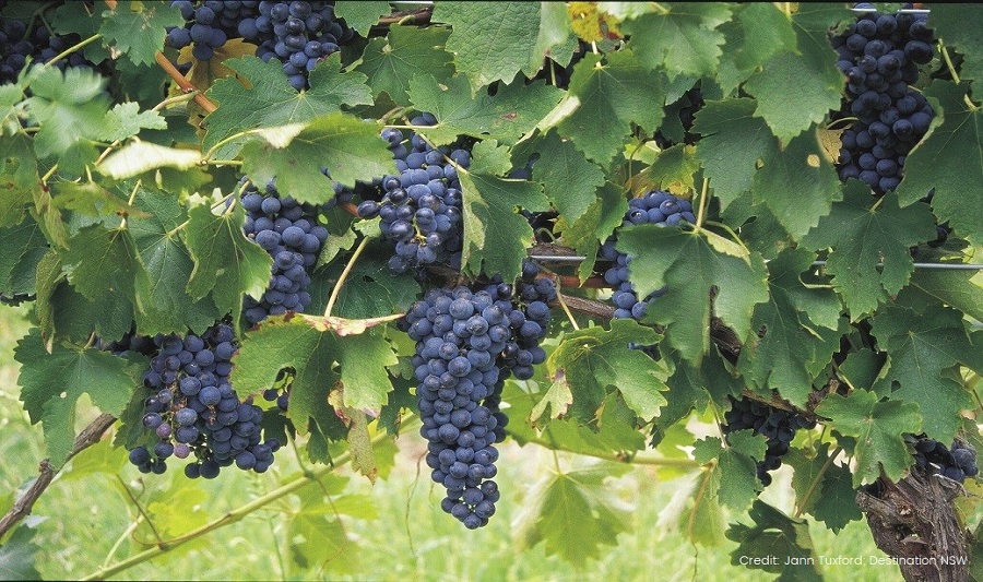 Hunter Valley Vineyards