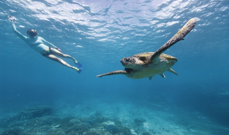 Wildlife encounter on the Great Barrier Reef