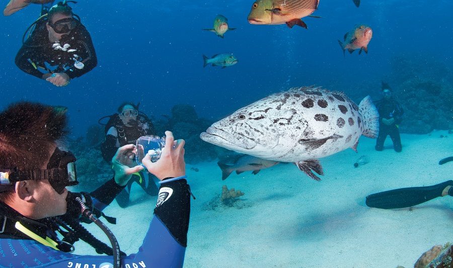 Wildlife spotting on the Great Barrier Reef