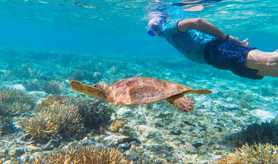 Snorkelling with turtle