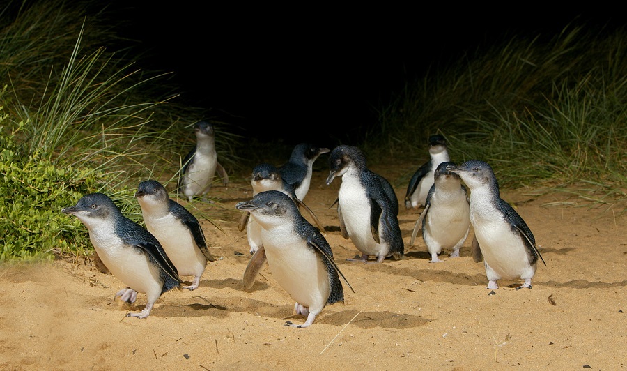 Penguin at Phillip Island