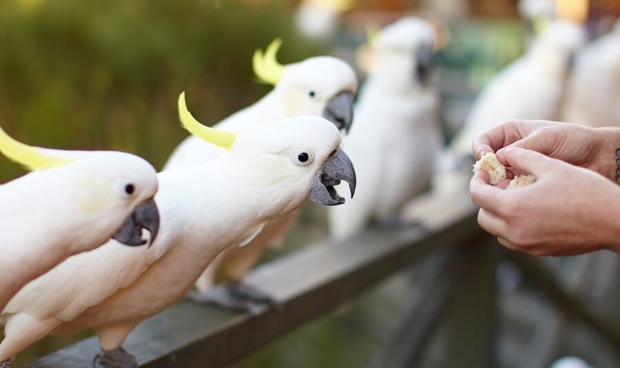 Feeding Birdlife
