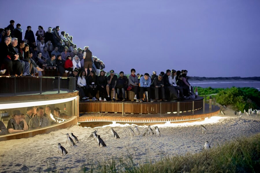 Penguin Parade viewing platform