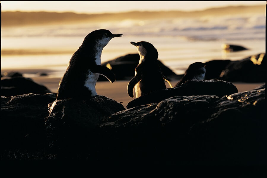 Penguins in Phillip Island