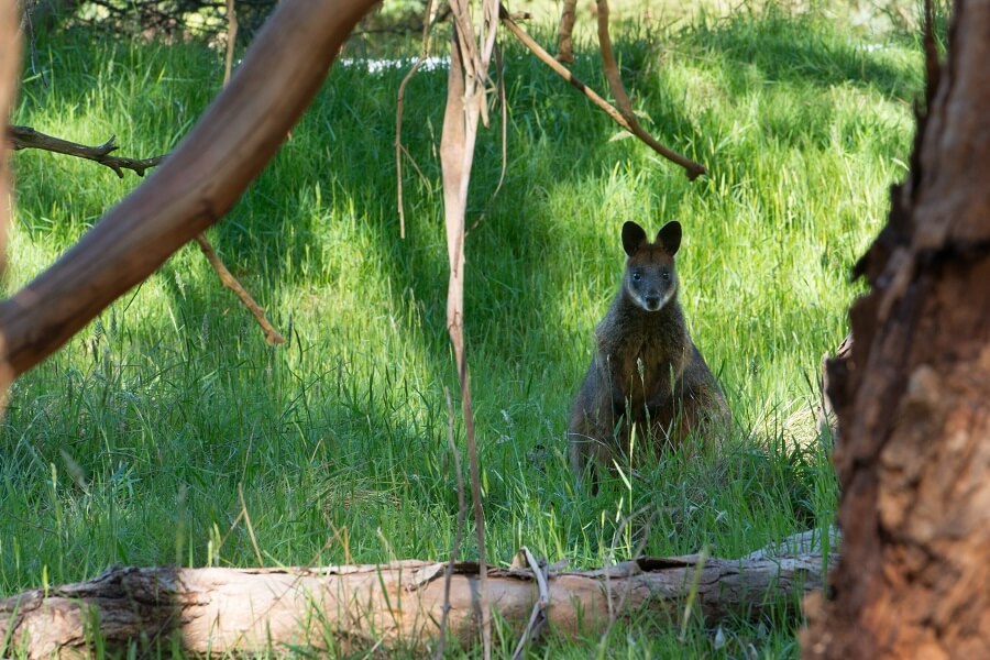 Wallaby at the Koala Conservation Centre