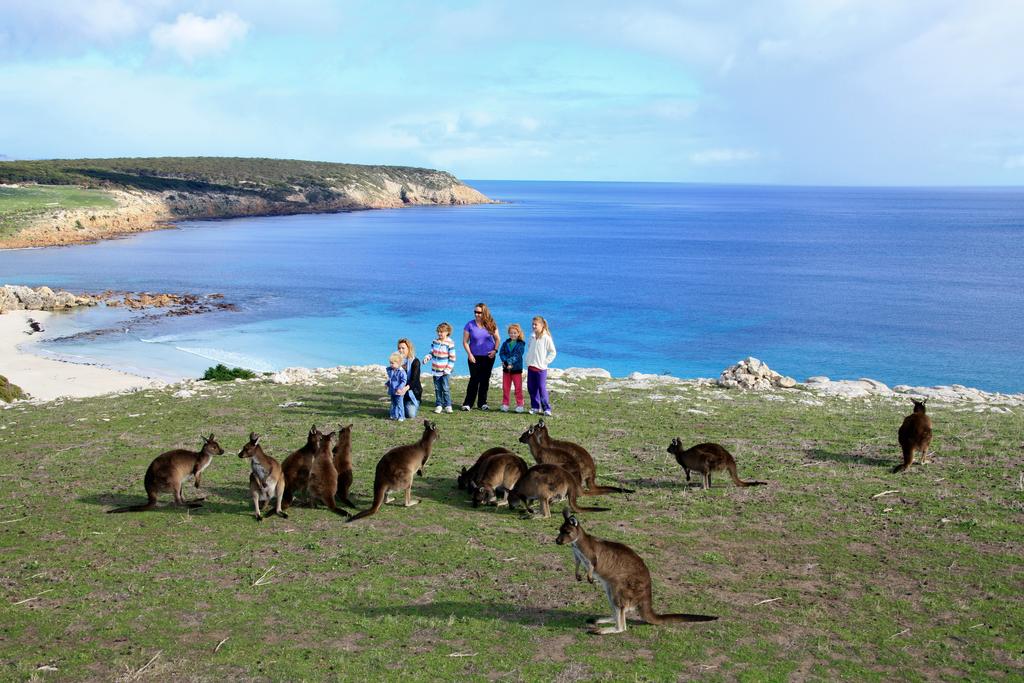 How did Kangaroo Island get its name?