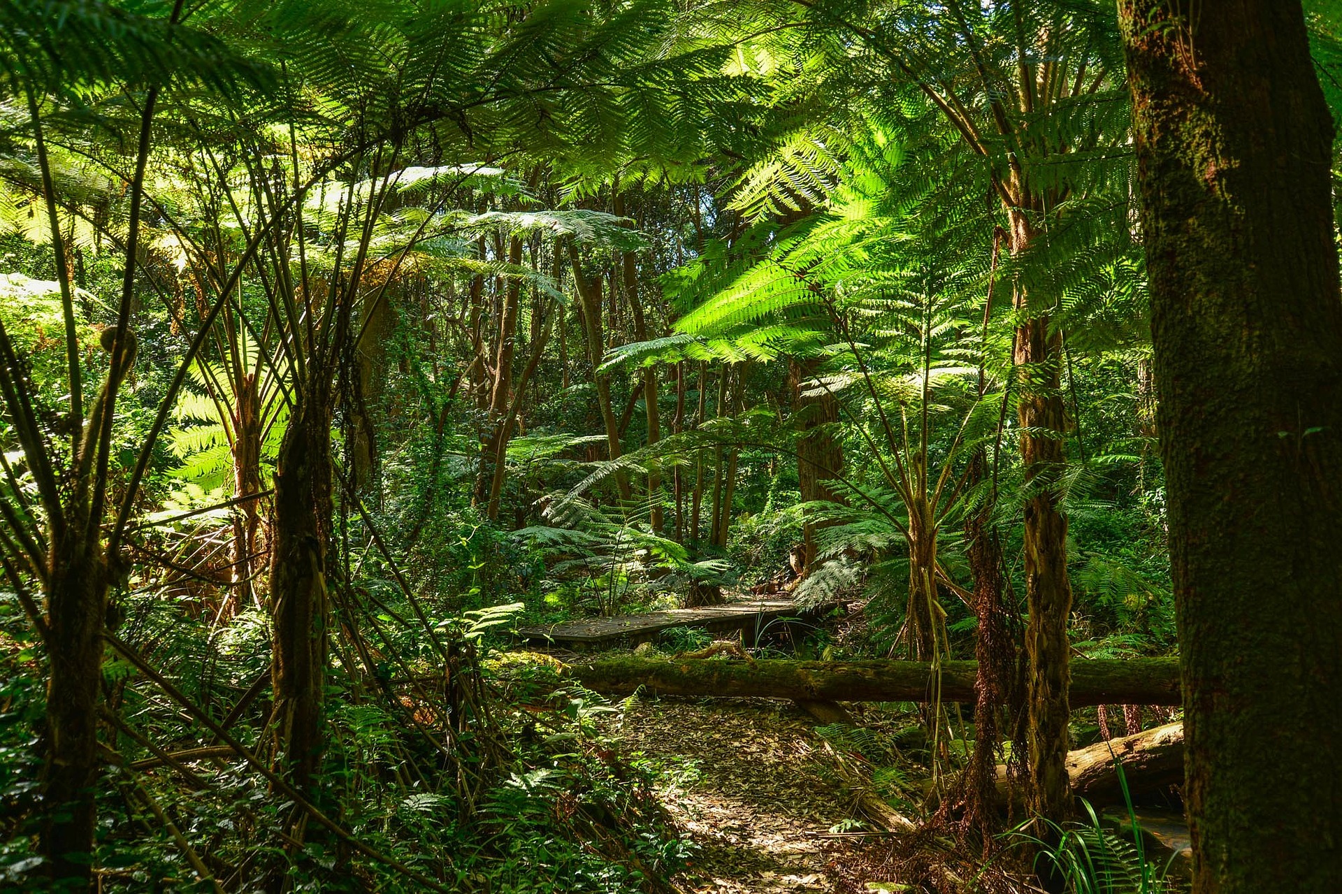 Visit the Great Otway National Park