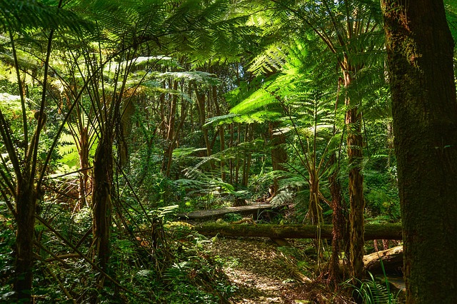 Daintree Rainforest with Ferns
