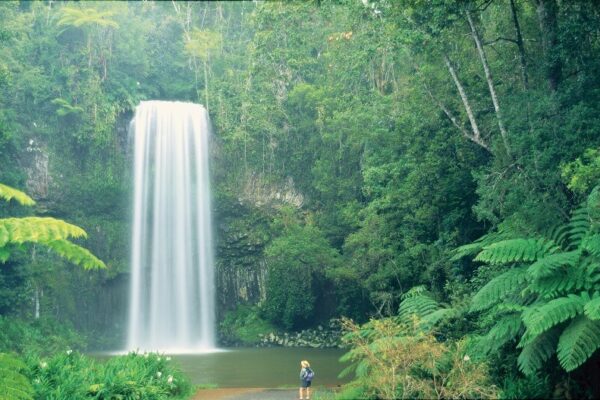 1 Day Atherton Tablelands From Cairns Tour