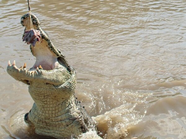 Morning Jumping Crocodile Cruise From Darwin